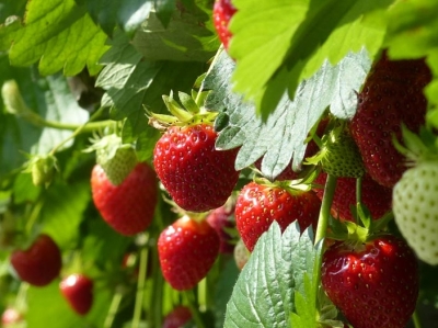 Erdbeeren