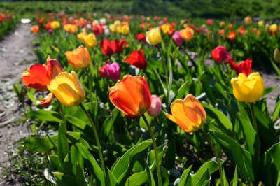 Blumen zum Selberschneiden